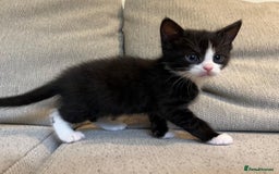 Mixed Breed cats for sale: 5 Beautiful fluffy kittens ready to be re-homed ❤️ - Image 16