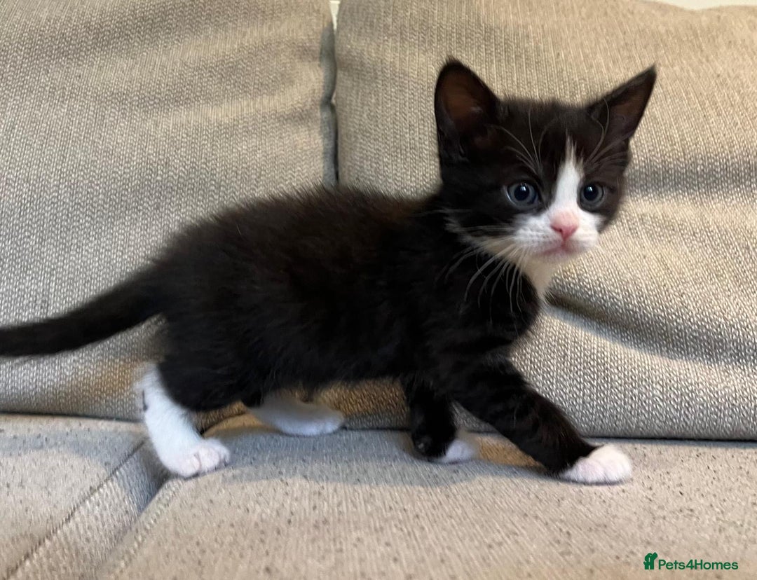 Mixed Breed cats for sale: 5 Beautiful fluffy kittens ready to be re-homed ❤️ - Image 16