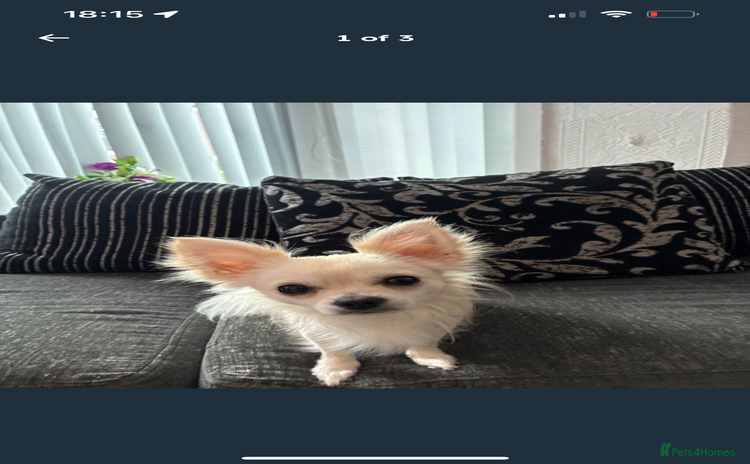 Chihuahua dogs - Advert 12