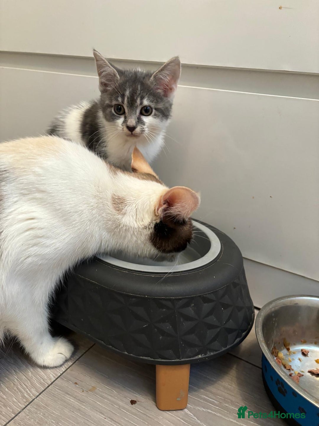Mixed Breed cats for sale: Ragamese x Russian Blue - Image 14