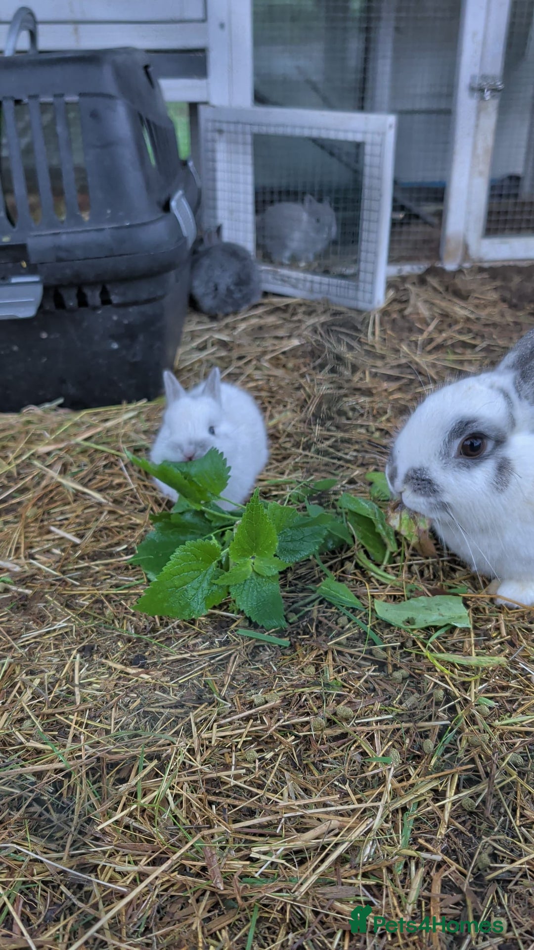 Netherland Dwarf rabbits for sale: Gorgeous Netherland Dwarf Rabbits - Advert 2