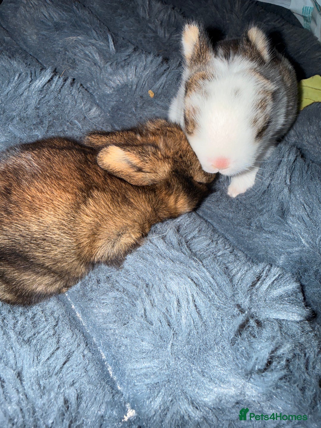 Mixed Breed rabbits for sale: Baby rabbits for sale-Ready from 3 months old - Advert 1