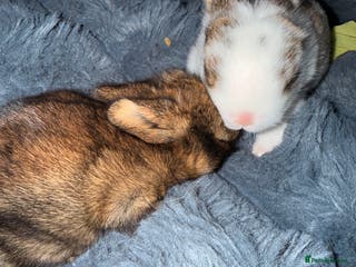 Mixed Breed rabbits Baby rabbits for sale-Ready from 3 months old - Advert 1