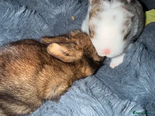 Mixed Breed rabbits Baby rabbits for sale-Ready from 3 months old - Advert 5