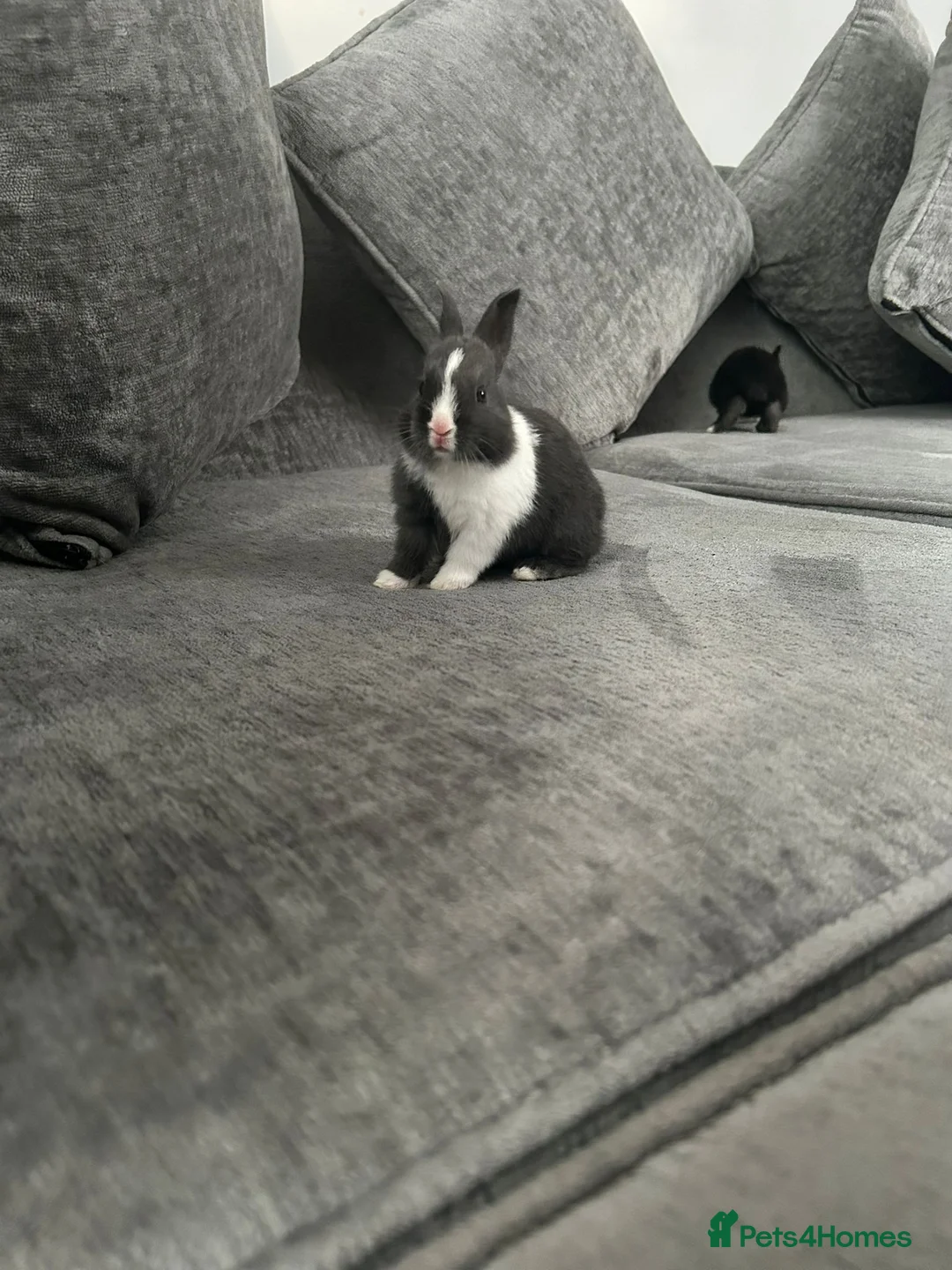 Dutch rabbits for sale: Baby Rabbits in Liverpool - Advert 13