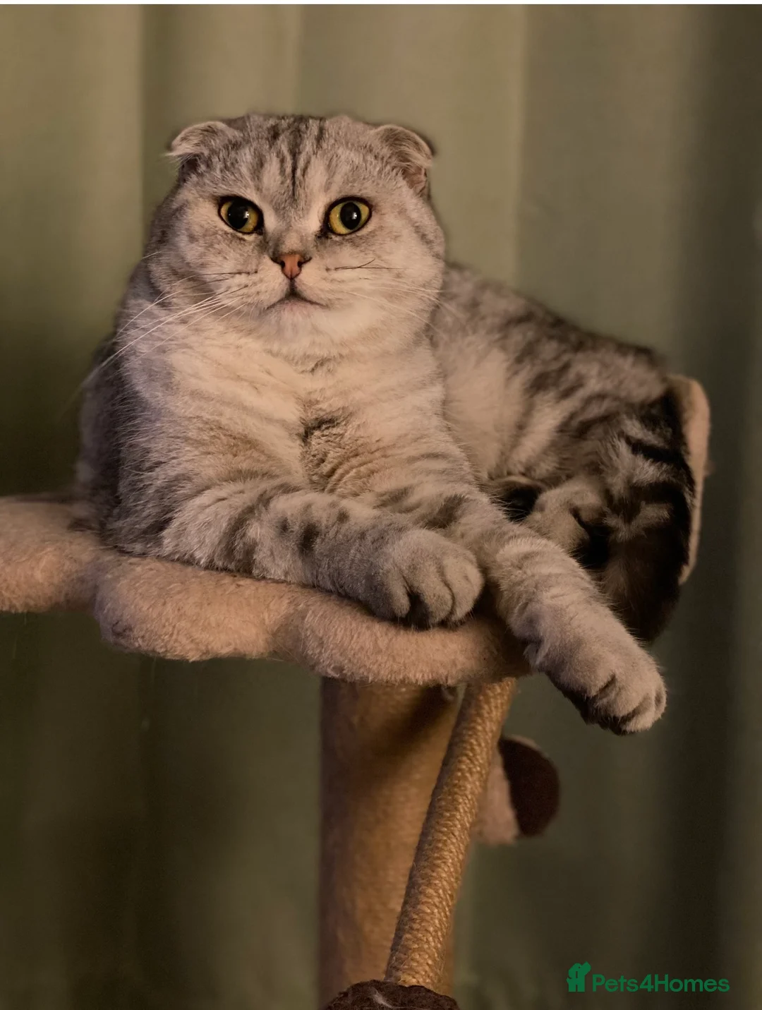 Scottish Fold cats for sale: Male Scottish Fold almost 2 - Advert 4