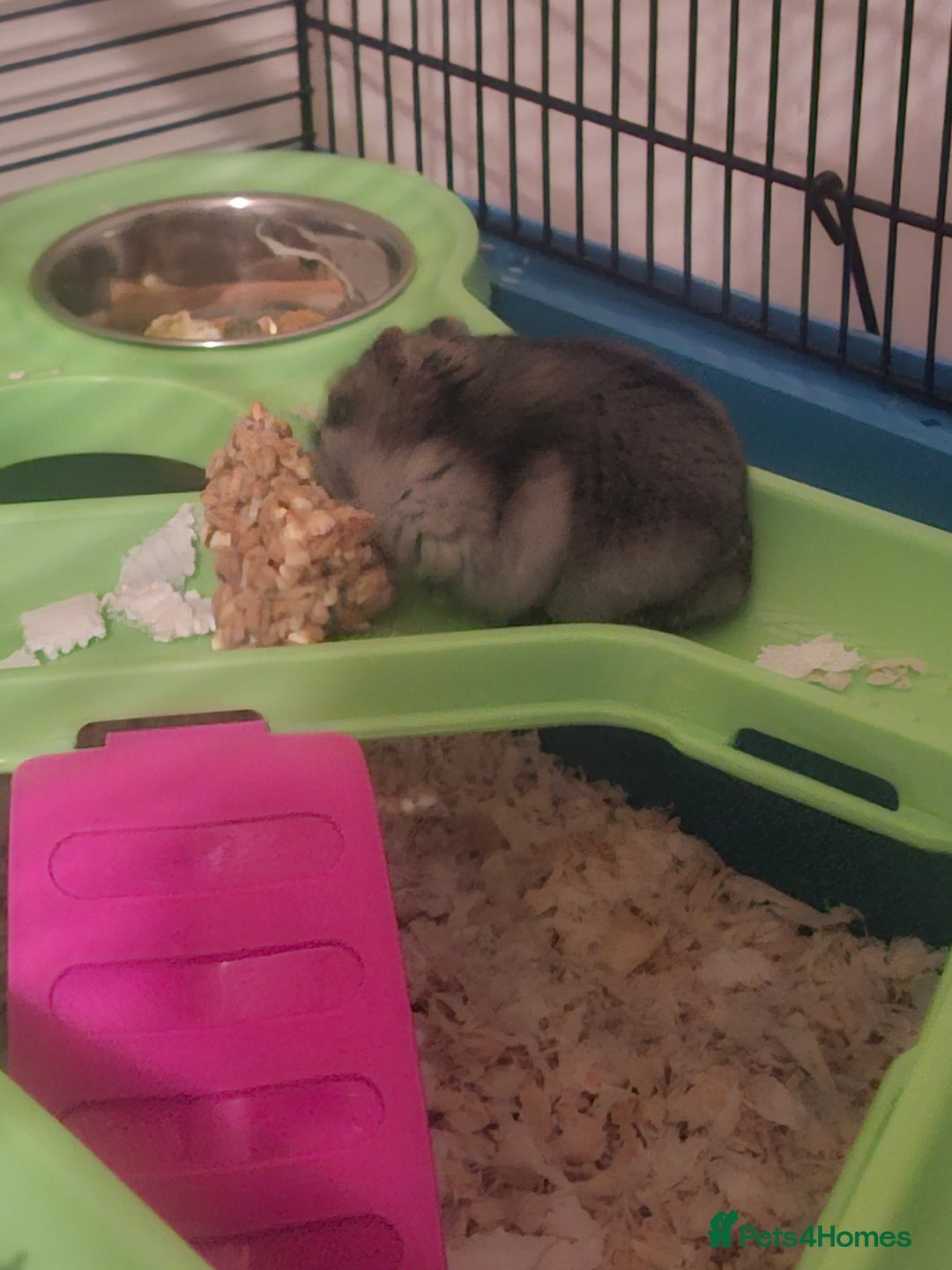 Hamster rodents for sale: Hamster  - Image 6