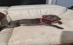 Staffordshire Bull Terrier dogs for sale: kc reg blue Staffordshire bullterrier puppies - Image 4