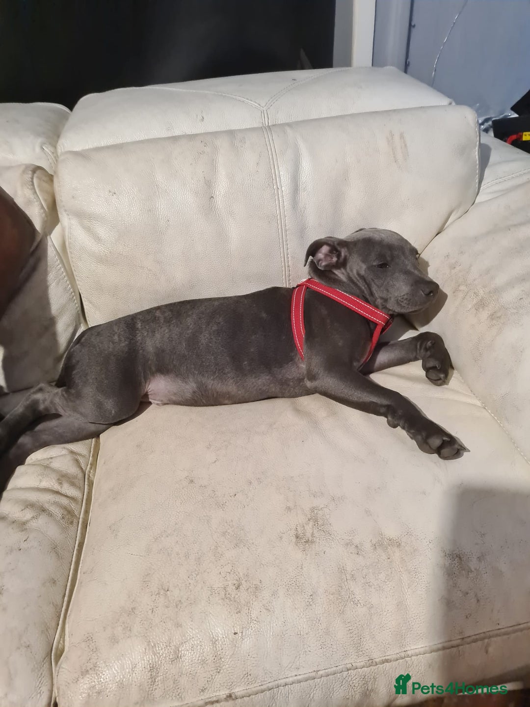 Staffordshire Bull Terrier dogs for sale: kc reg blue Staffordshire bullterrier puppies - Image 4