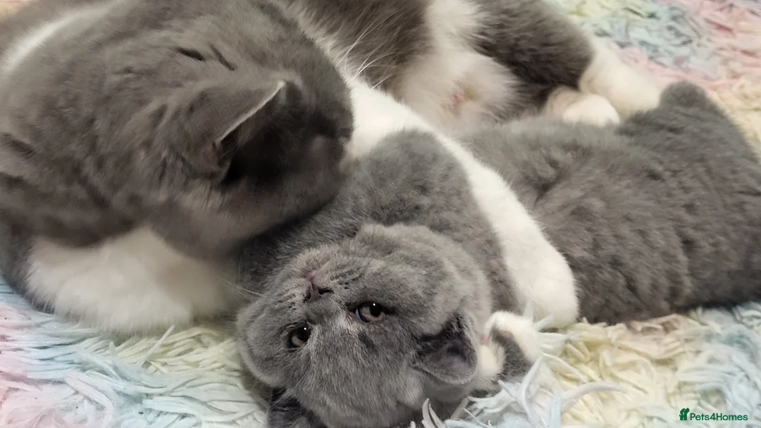 British Shorthair cats for sale: Pedigree British Shorthair kittens GCCF in Peterborough - Advert 13