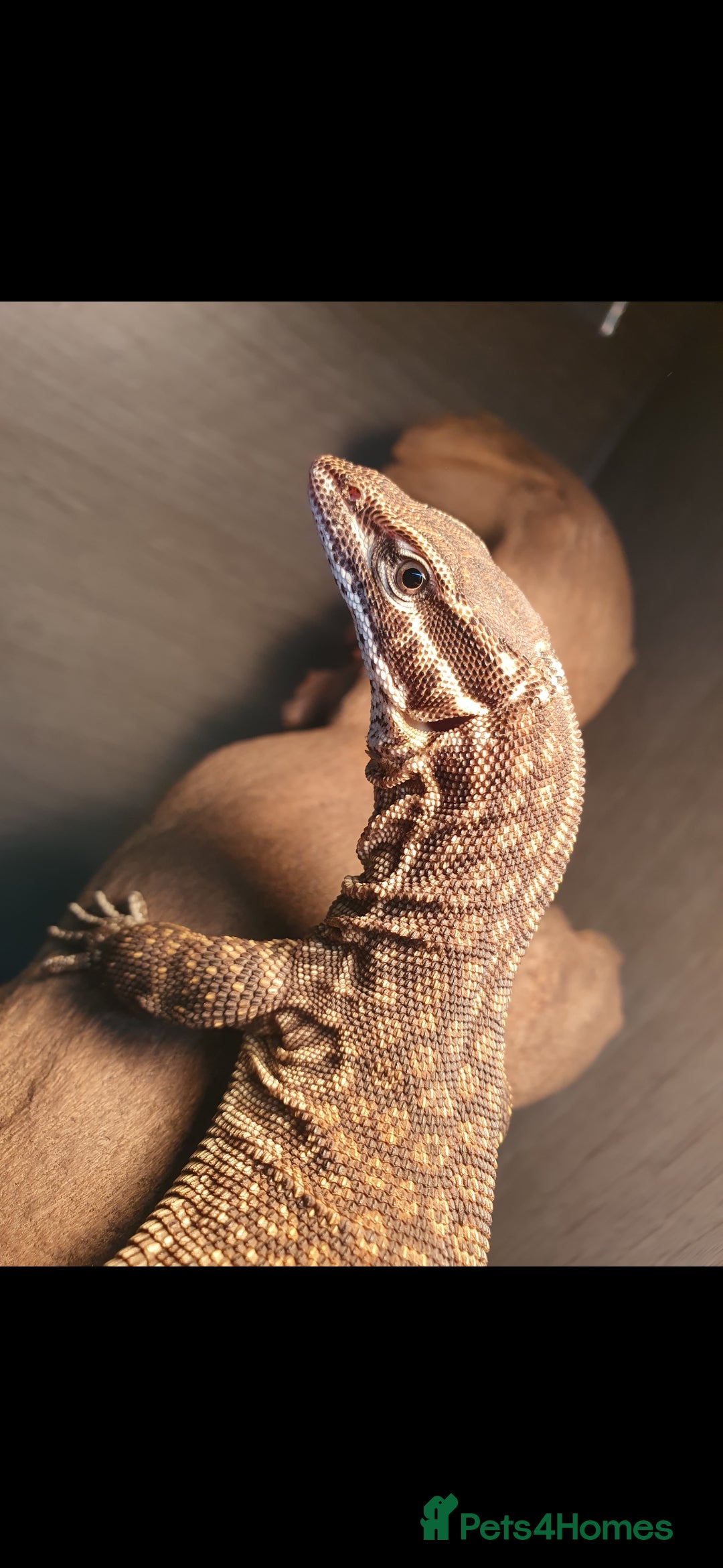 Monitor reptiles Ackie Monitor  - Advert 4