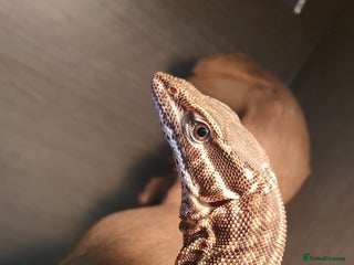 Monitor reptiles Ackie Monitor - Advert 4