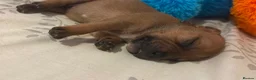 Staffordshire Bull Terrier dogs for sale: KC Red Staffordshire Bull Terriers ❤️🏆🩸 - Advert 8