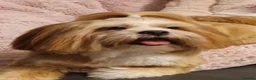 Lhasa Apso dogs for sale: Kc Reg Lhasa Apso pups Due - Advert 4