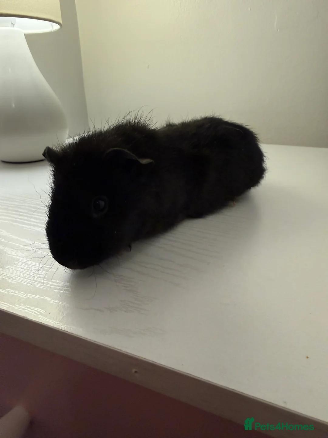 Guinea Pig rodents for sale: Baby guinea pigs  - Advert 5