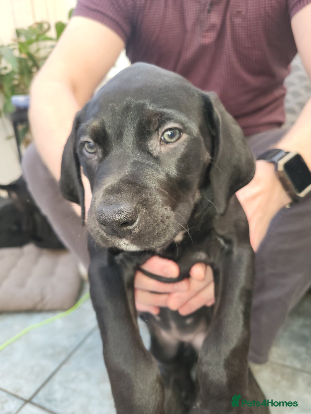 Mixed Breed dogs for sale: Alaunt type dogs - Advert 28