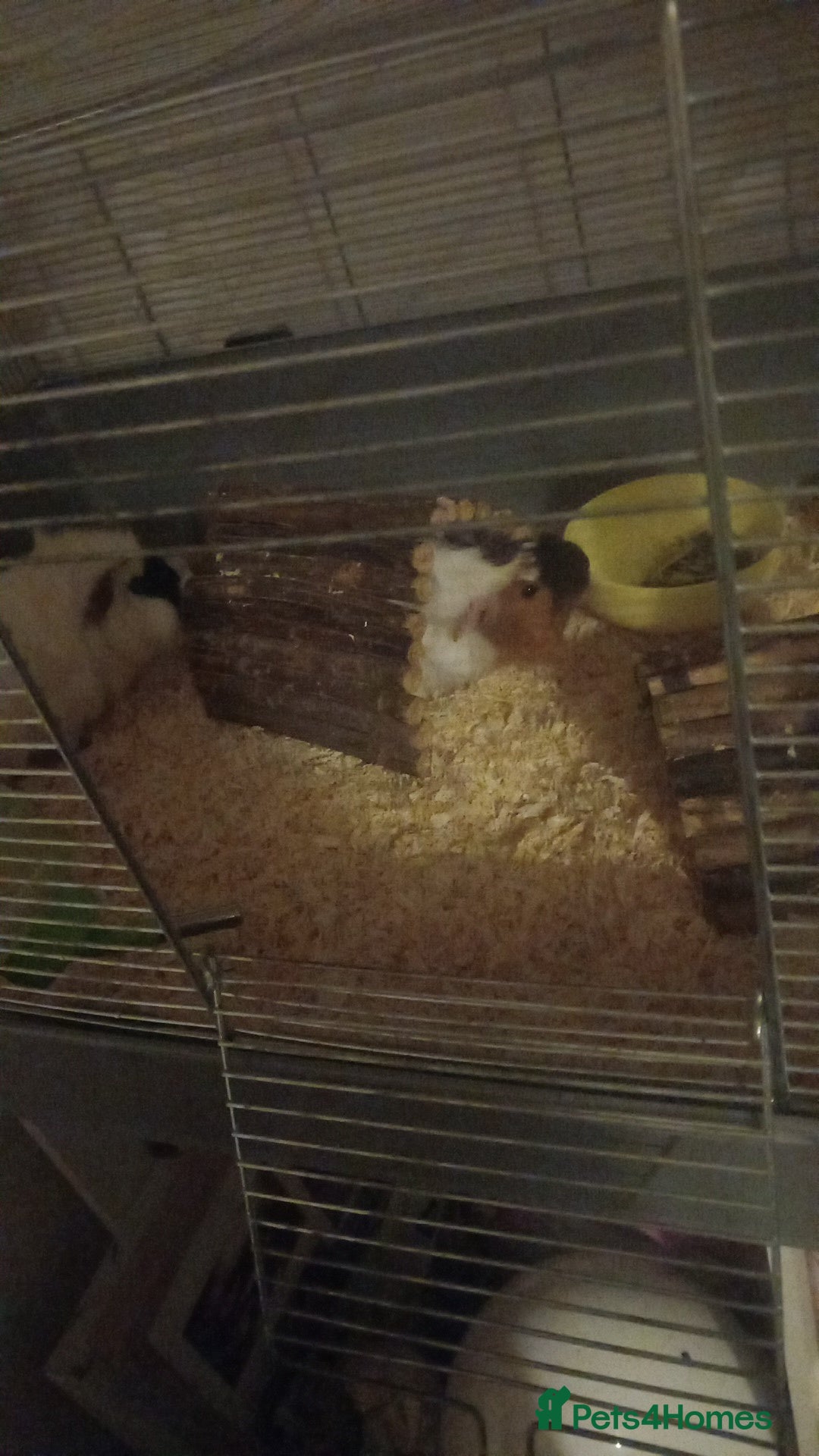 Guinea Pig rodents for sale: 2 female guinea pigs - Advert 2