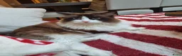 Ragdoll cats for sale: 2 male adult ragdolls - rehoming  in London - Advert 4