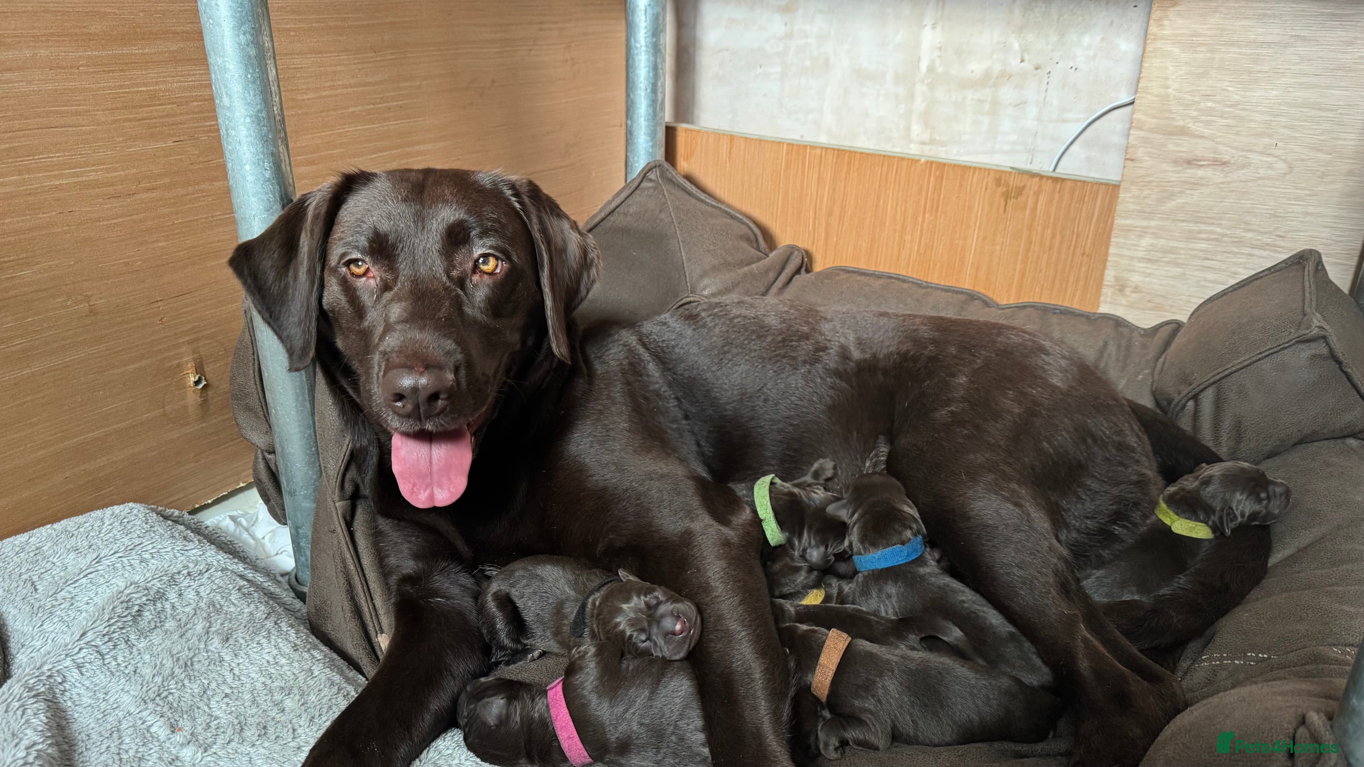 Labrador Retriever dogs Puppies due between 6-13 February  - Advert 8