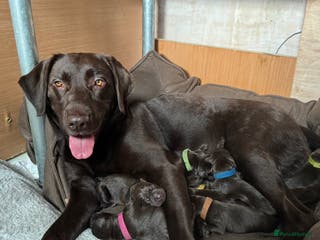 Labrador Retriever dogs Puppies due between 6-13 February - Advert 14