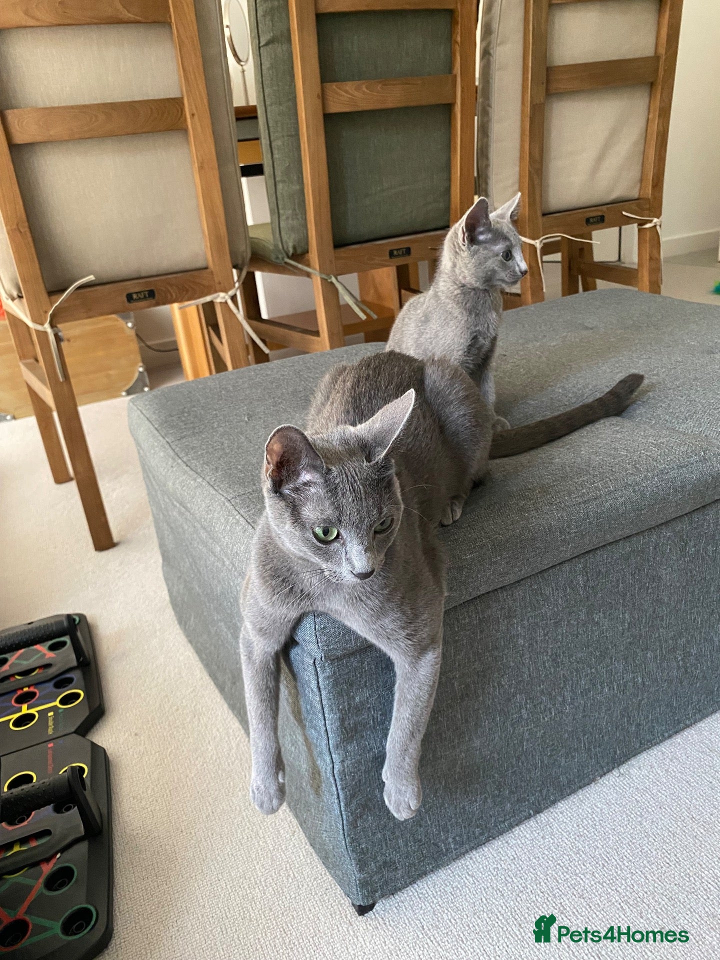 Russian Blue cats Russian Blue  - Advert 1