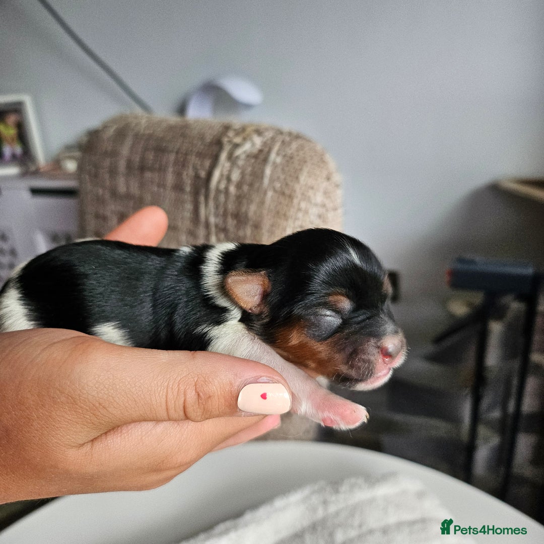Yorkshire Terrier dogs for sale: 5 szczeniąt York terrier (Biewer) - Image 5