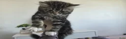 Mixed Breed cats for sale: 4 cats looking for new homes after bereavement - Advert 3