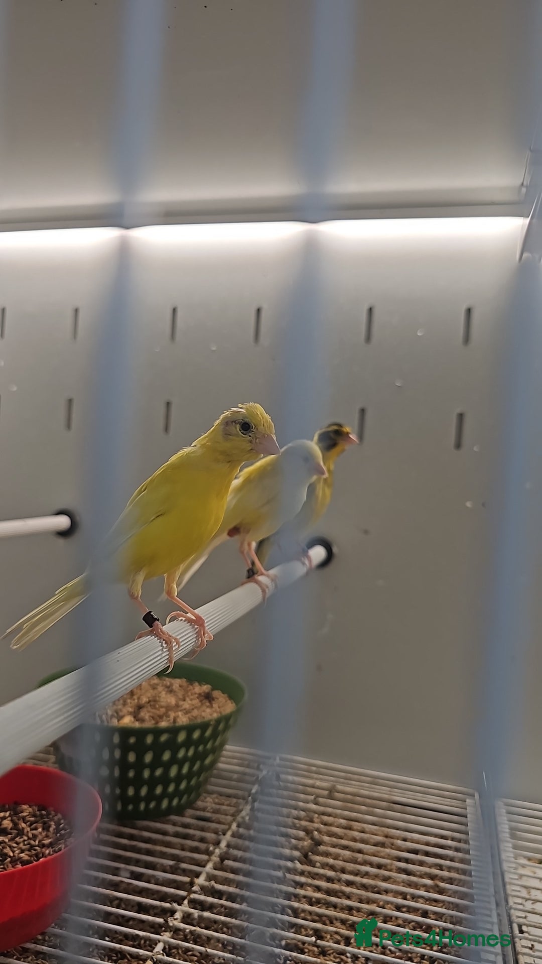 Canaries birds for sale: Irish fancy canary  - Image 5