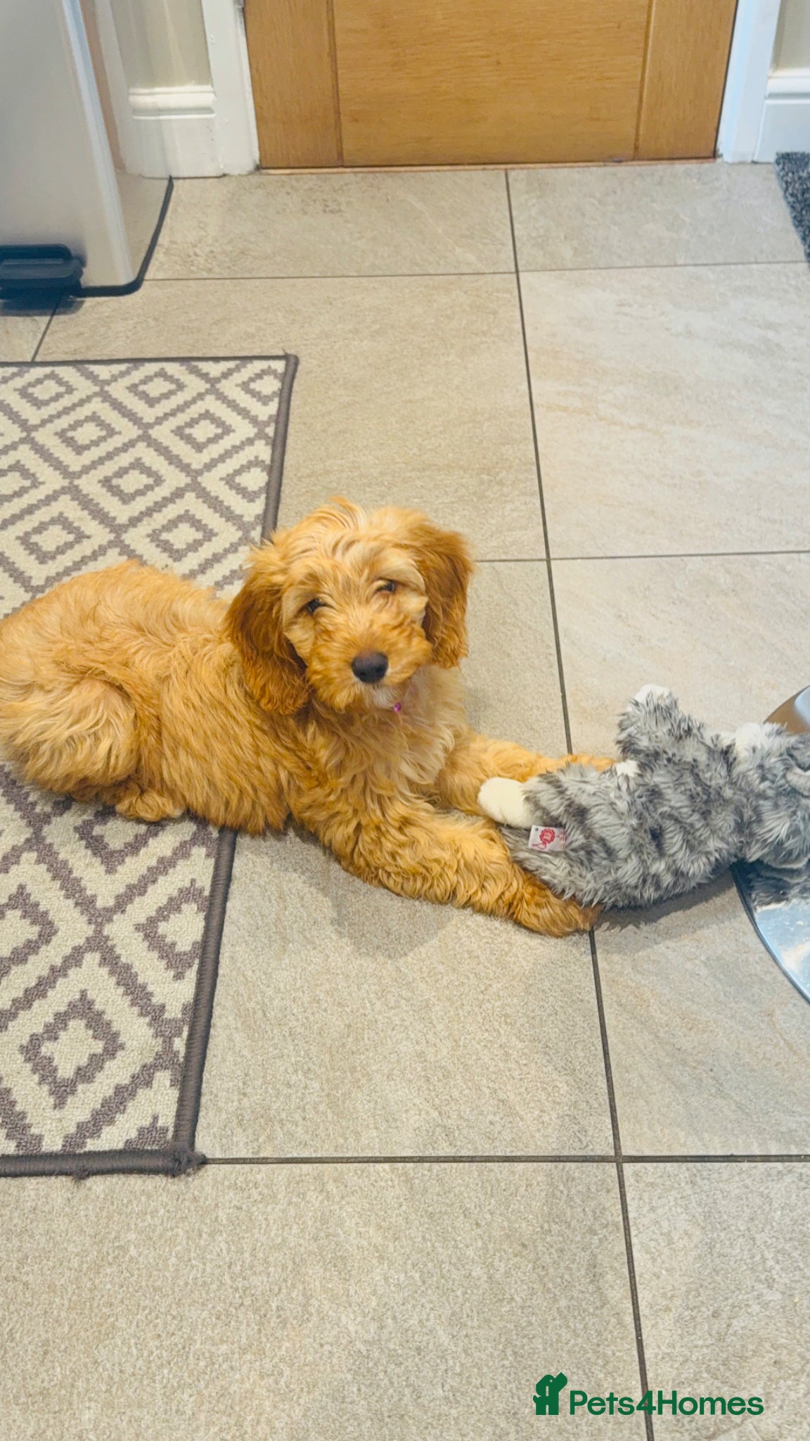 Cockapoo dogs Cockapoo girl puppy available - Advert 1