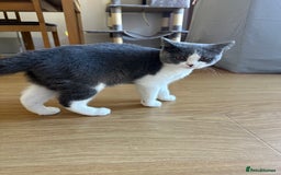 British Shorthair cats for sale: British shorthair blue and white, 4 months old  - Image 12