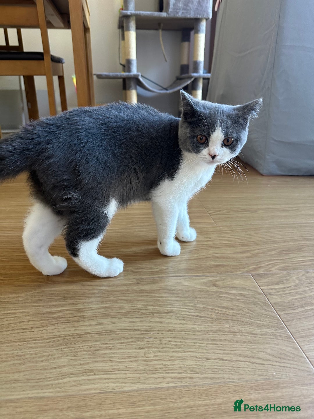British Shorthair cats for sale: British shorthair blue and white, 4 months old  - Image 12