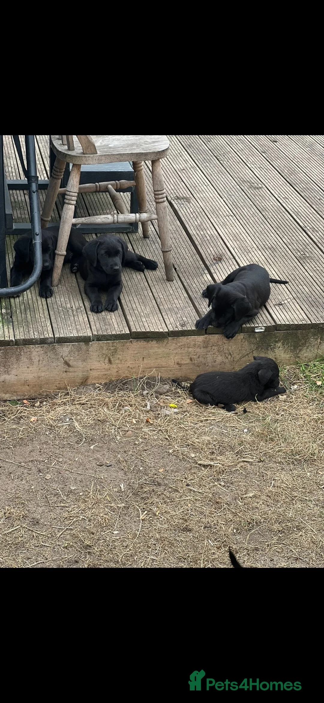 Labrador Retriever dogs for sale: Black Labrador Puppies Expected – Family Raised - Advert 10