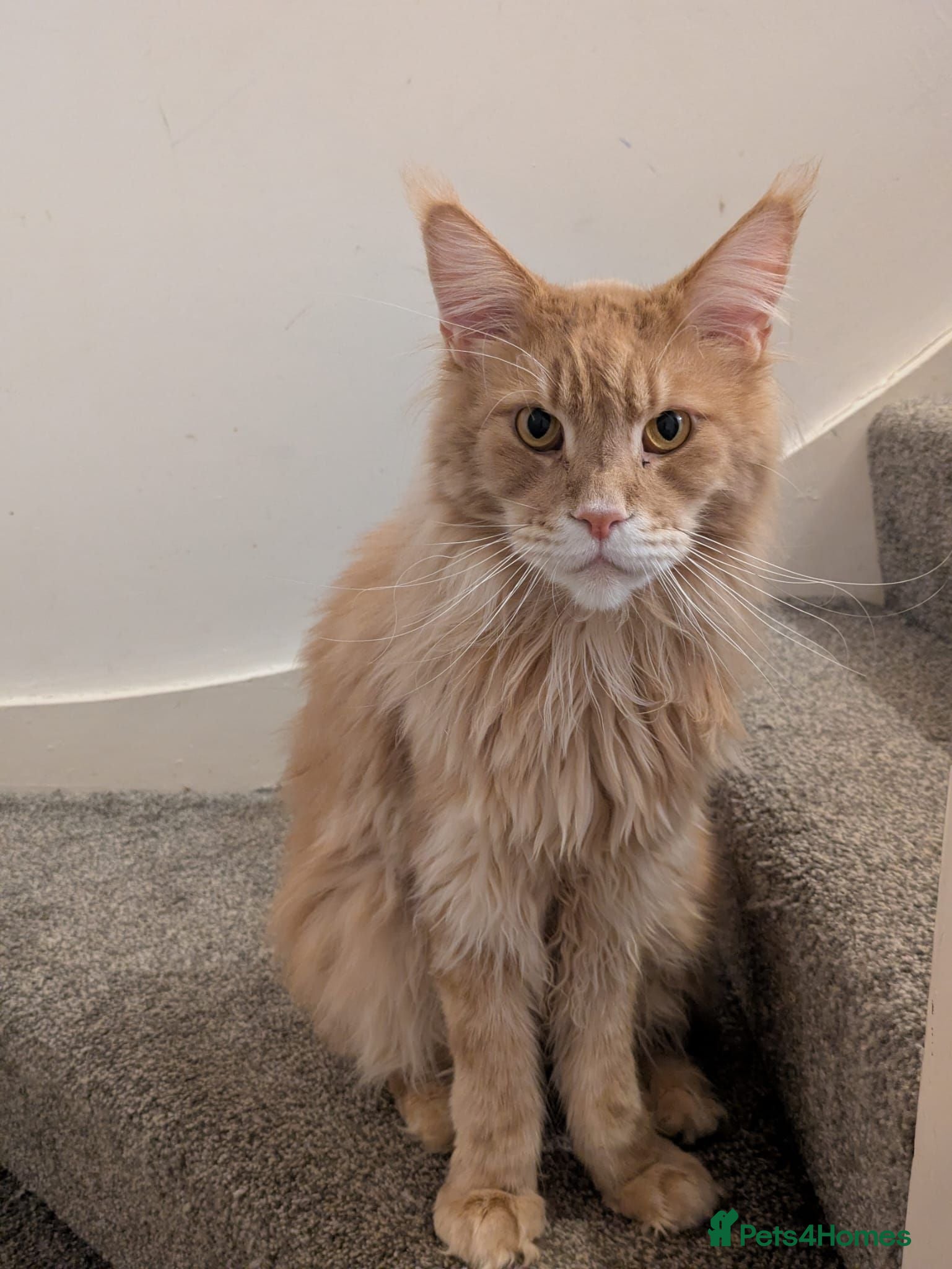 Maine Coon cats Male Maine coone  - Advert 1