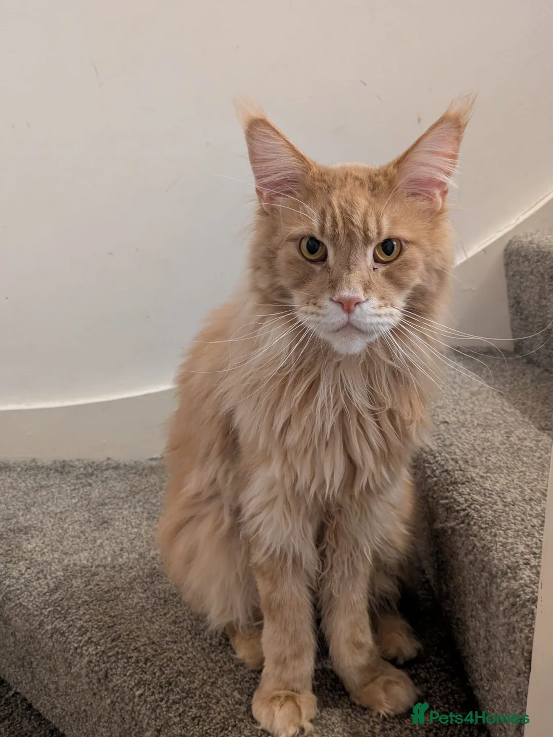Maine Coon cats for sale: Male Maine coone  in Woodhall Spa - Advert 1
