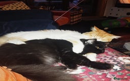 Mixed Breed cats for adoption: IDEAL **HANDSOME BONDED NEUTERED PAIR  - Image 7