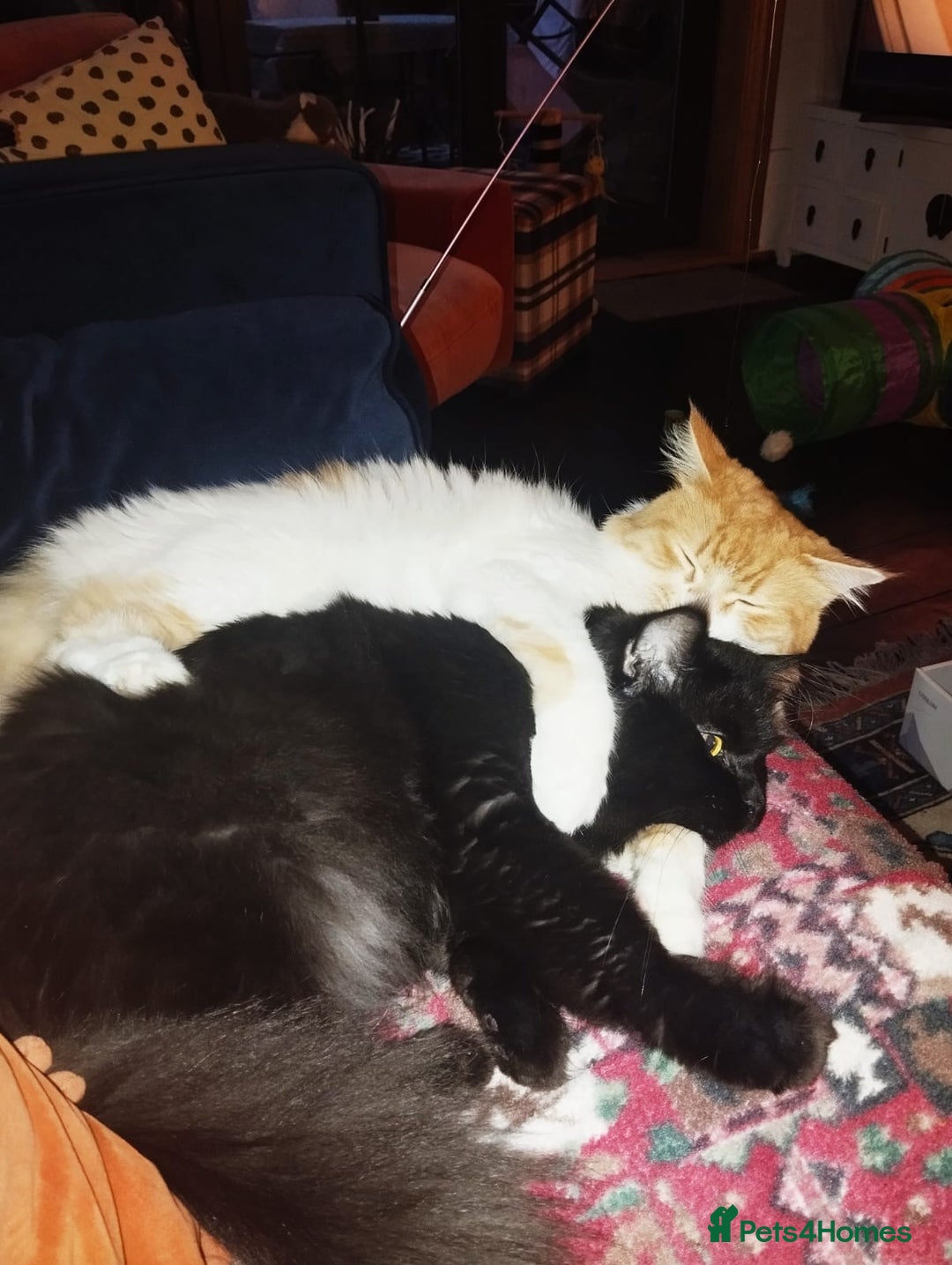 Mixed Breed cats for adoption: IDEAL **HANDSOME BONDED NEUTERED PAIR  - Image 7