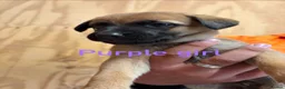 Mixed Breed dogs for sale: Friendly puppies for sale  in Southampton - Advert 4