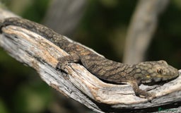 Gecko reptiles for sale: Eurydactylodes Viellardi - Chameleon Gecko - Image 7
