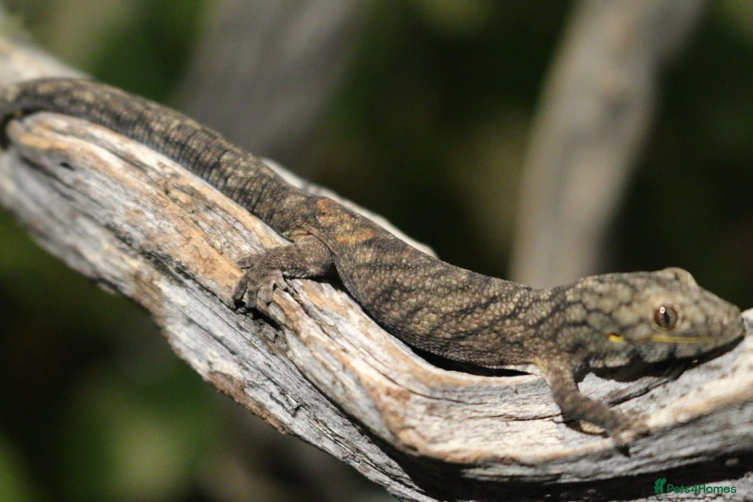 Gecko reptiles for sale: Eurydactylodes Viellardi - Chameleon Gecko - Image 7