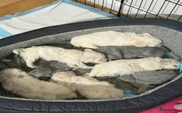 Bichon Frise dogs for sale: Beautiful Maltichon Puppies - Image 4