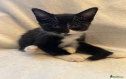 Mixed Breed cats for sale: Kittens - Image 4