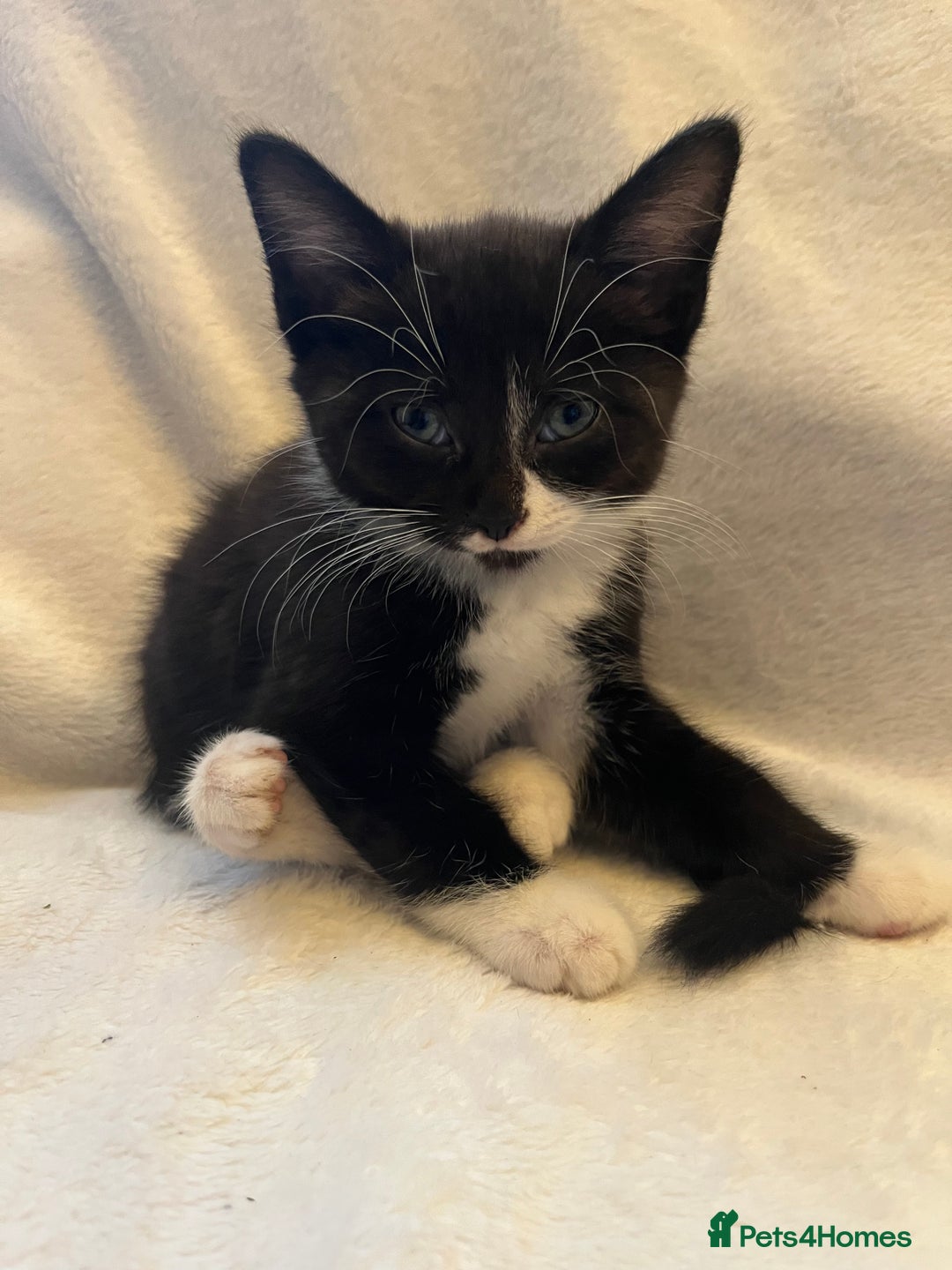 Mixed Breed cats for sale: Kittens - Image 4