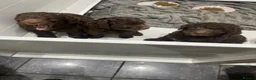 Labradoodle dogs for sale: Multi generation chocolate labradoodle puppies  - Advert 16