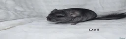 Chinchilla rodents for sale: Two Young Male Pedigree Chinchillas. - Advert 2
