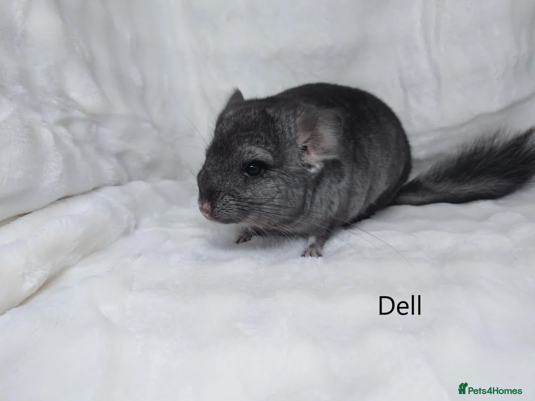 Chinchilla rodents for sale: Two Young Male Pedigree Chinchillas. - Advert 2