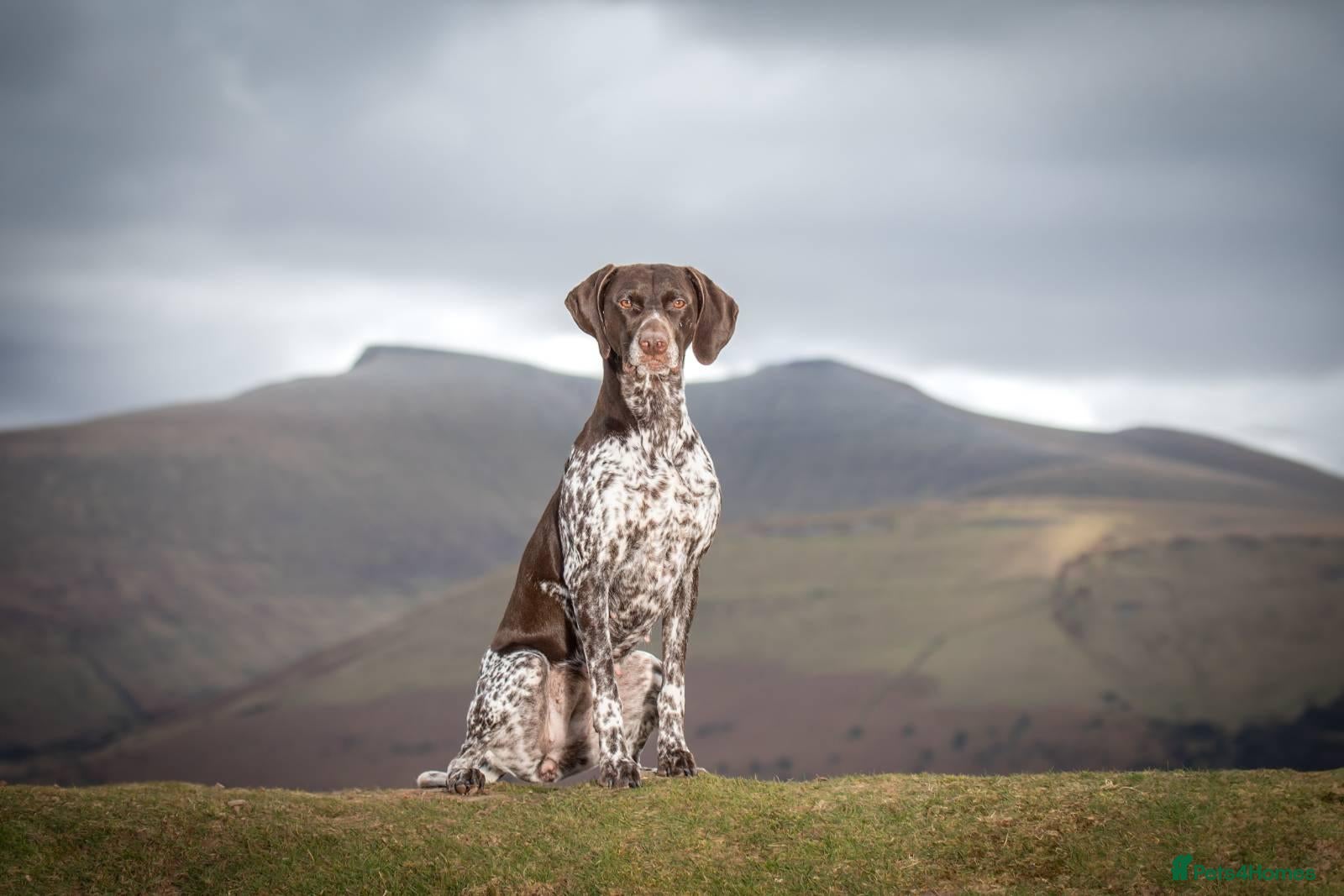 German Shorthaired Pointer dogs Matilda - Advert 2