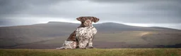 German Shorthaired Pointer dogs for sale: Matilda - Advert 5