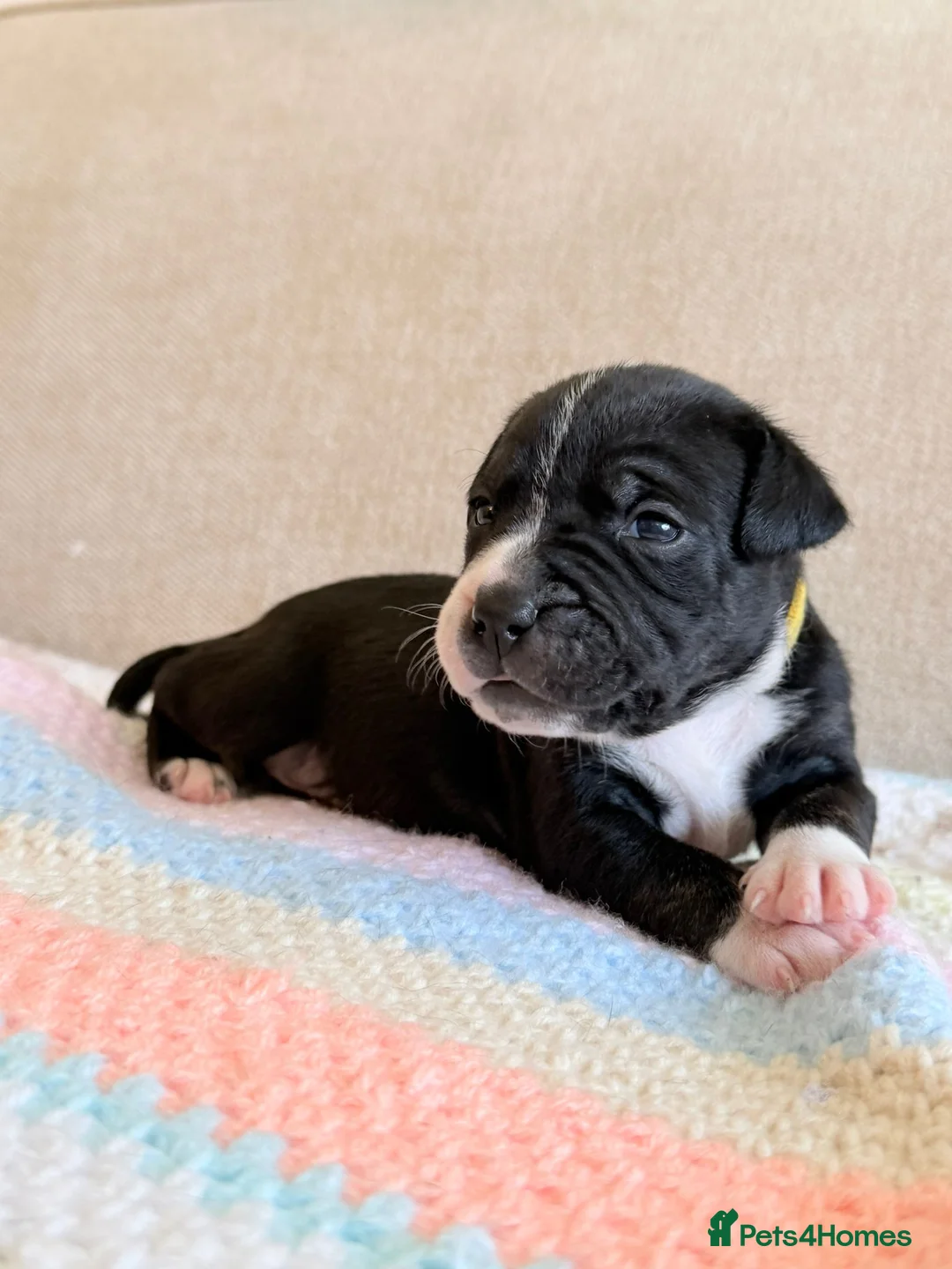 Staffordshire Bull Terrier dogs for sale: Gorgeous staffordshire bull terrier puppies - Advert 1
