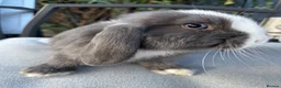 Mini Lop rabbits for sale: Purebred Mini Lops ready now - Advert 5