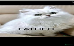 Persian cats for sale: Persian chinchilla kittens - Image 23